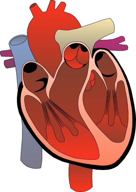 Human heart clipart png