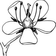 Outline of Flower Clip Art Download 1,000 clip arts (Page 1 ...