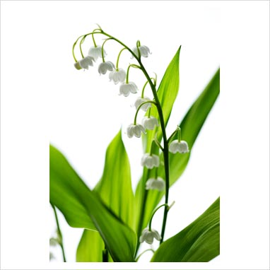 Lily Of The Valley Outline