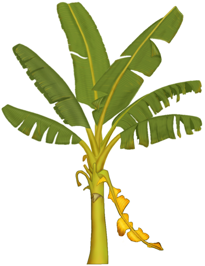 Banana Tree Drawing - ClipArt Best