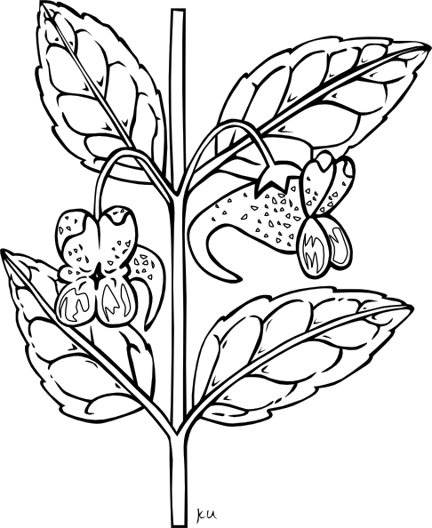 Black And White Plant | Free Download Clip Art | Free Clip Art ...