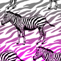 Hot Pink Zebra Pictures, Images & Photos | Photobucket