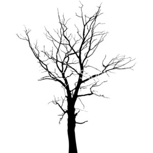 Autumn tree silhouette vector - Polyvore