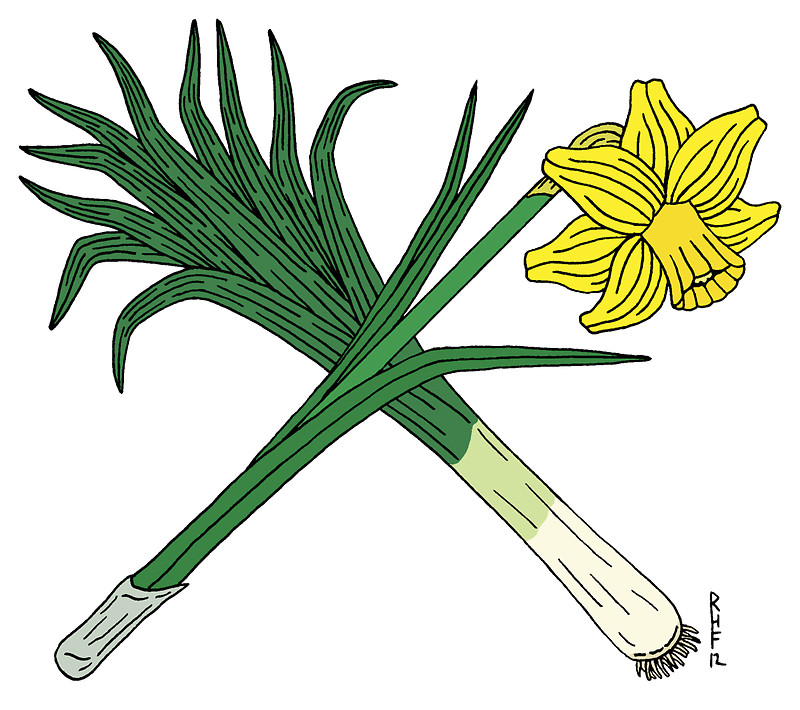 Cartoon Daffodils