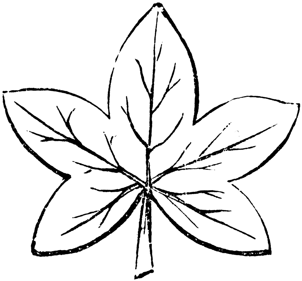 Leaf Line Drawings - ClipArt Best