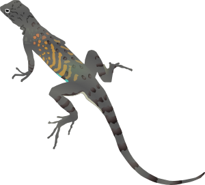 Az-lizard clip art - vector clip art online, royalty free & public ...