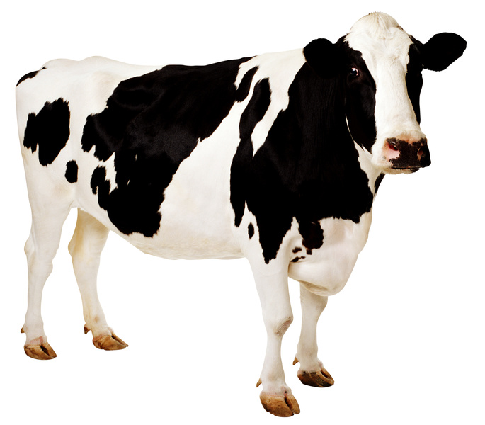 Stupid Cows – Creepypasta Wiki
