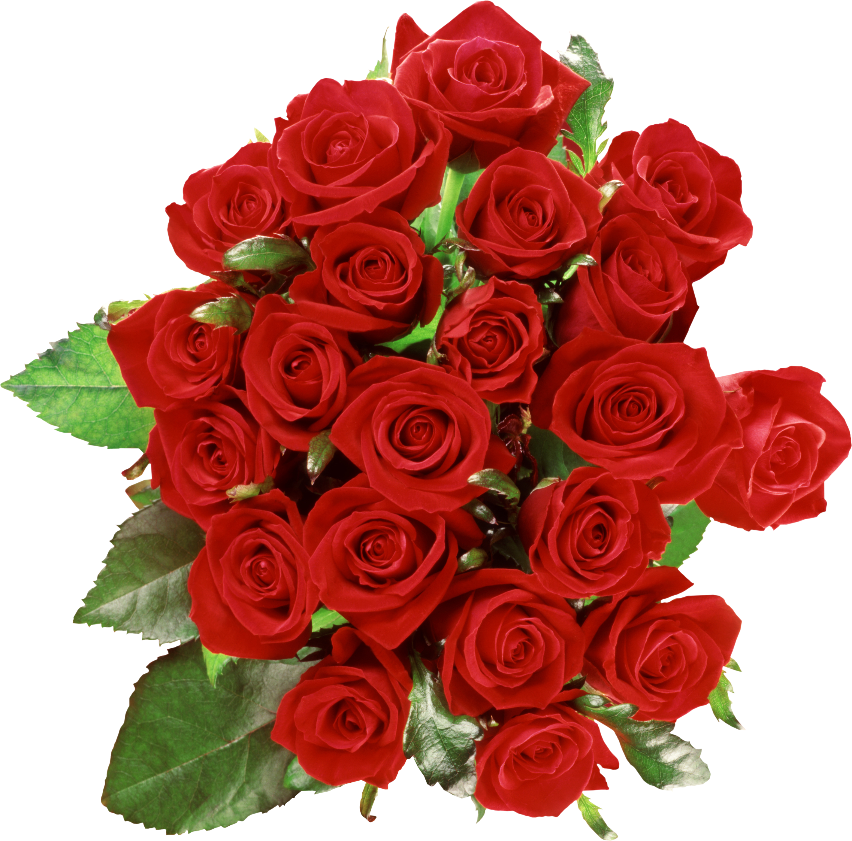 Rose Png - ClipArt Best