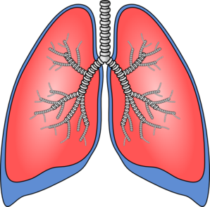 Lungs clip art - vector clip art online, royalty free & public domain