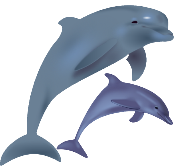 Dolphin PNG Transparent Images | PNG All