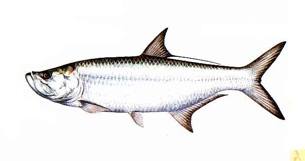 Tarpon Fish Clipart