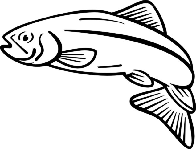 Salmon clip art