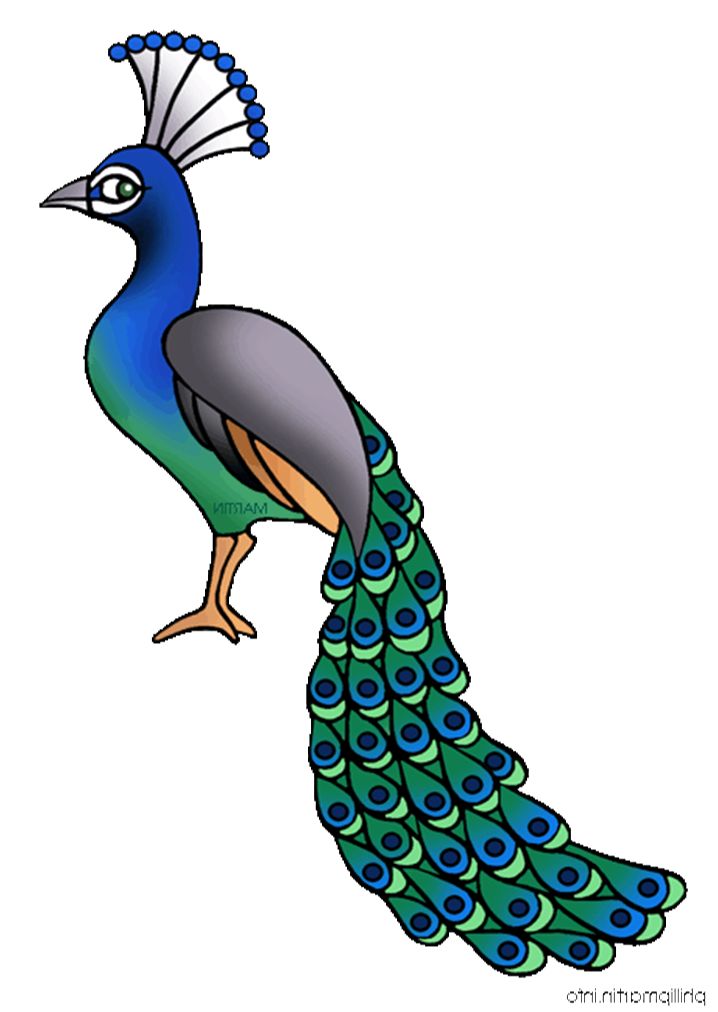 peacock images