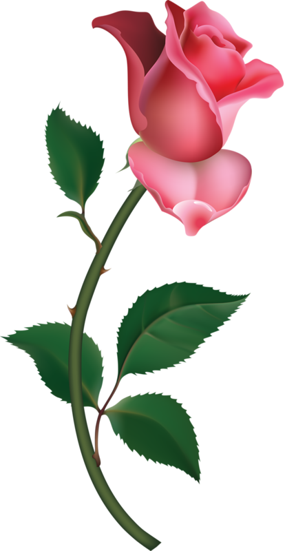 Free clipart rose bud