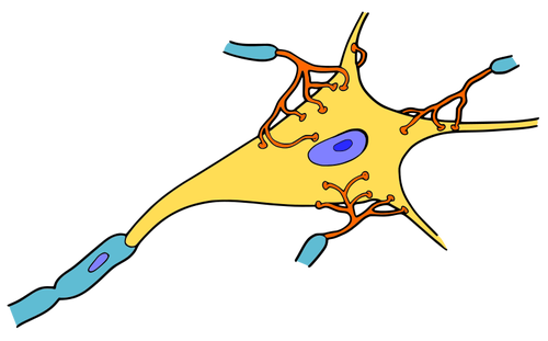 Simple neuron vector drawing | Public domain vectors