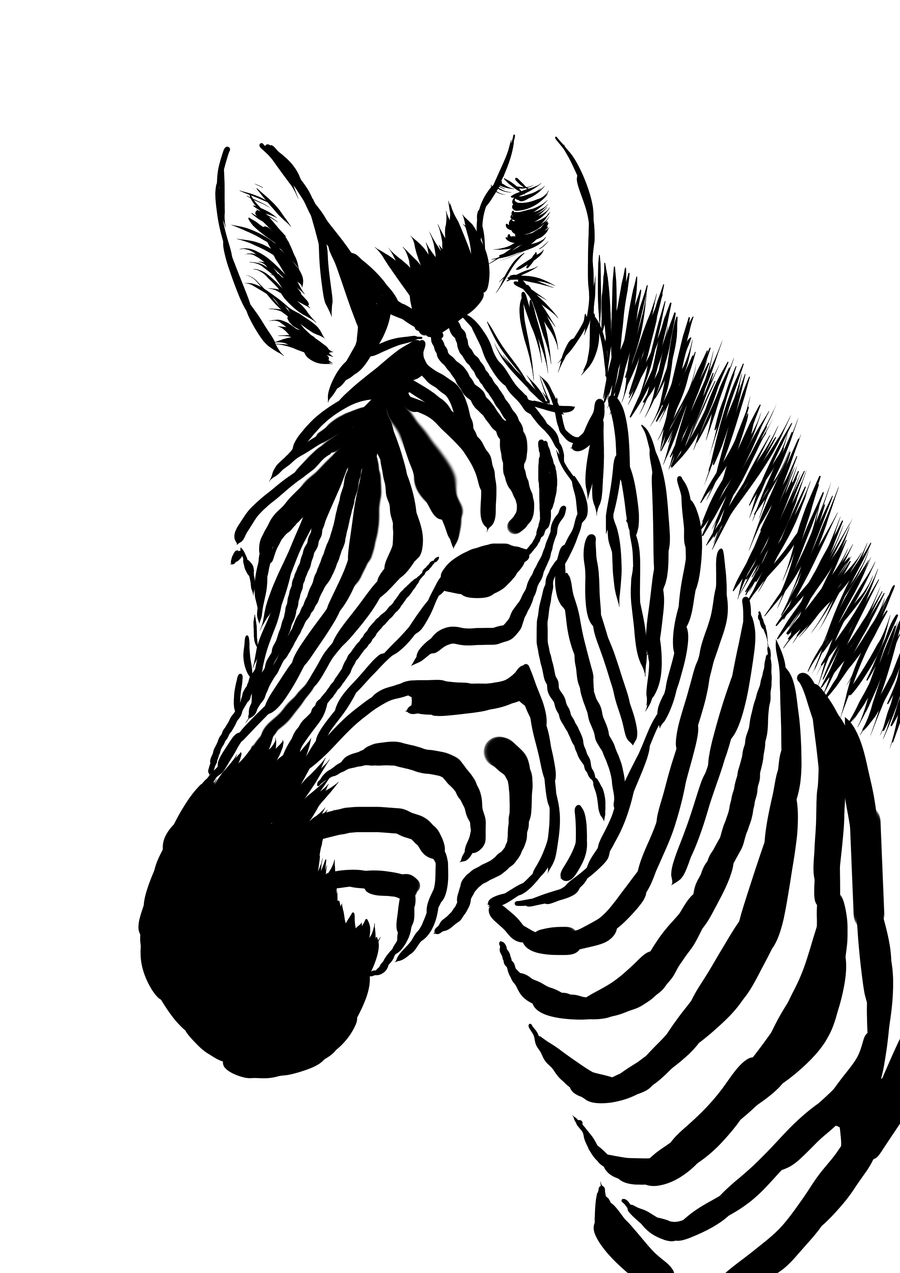 Zebra | Free Download Clip Art | Free Clip Art