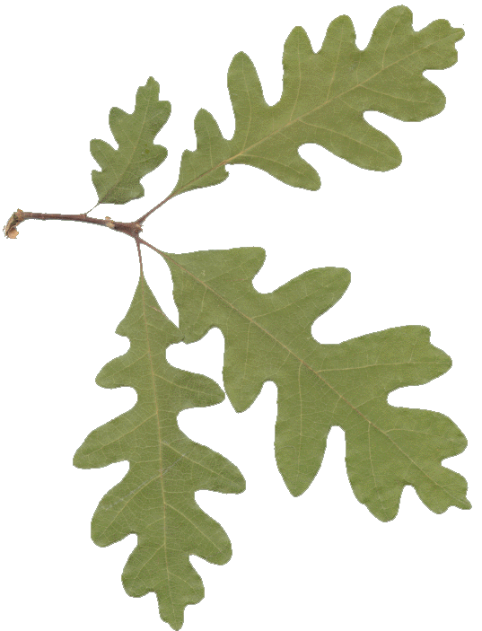 Oak Leaves Clipart