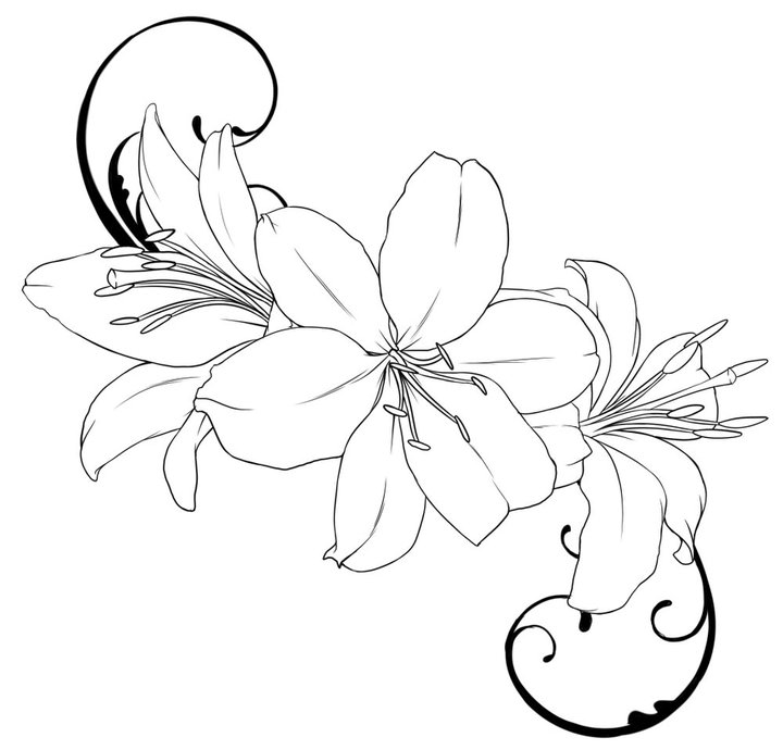 Drawing Flower Lily - ClipArt Best