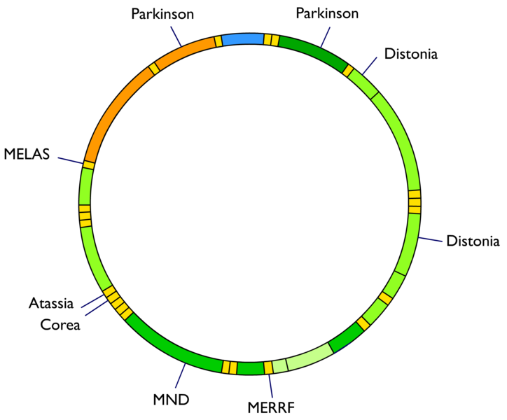 Serial Endosymbiosis Theory