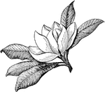 Keyword: "Magnolia" | ClipArt ETC