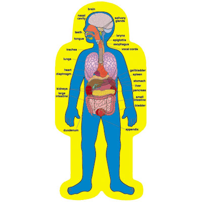 Body Organ Map - ClipArt Best