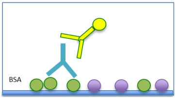 ChonBlock: A Solution to False Positive Reactions in ELISA