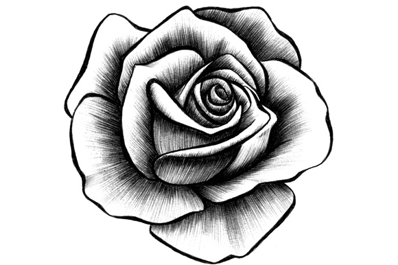 Black Rose Realistic Art, Pencil Drawing Images - ClipArt Best