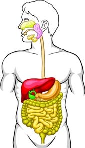 Digestive System Diagram Unlabeled - ClipArt Best