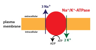 Summary of Membrane Transport