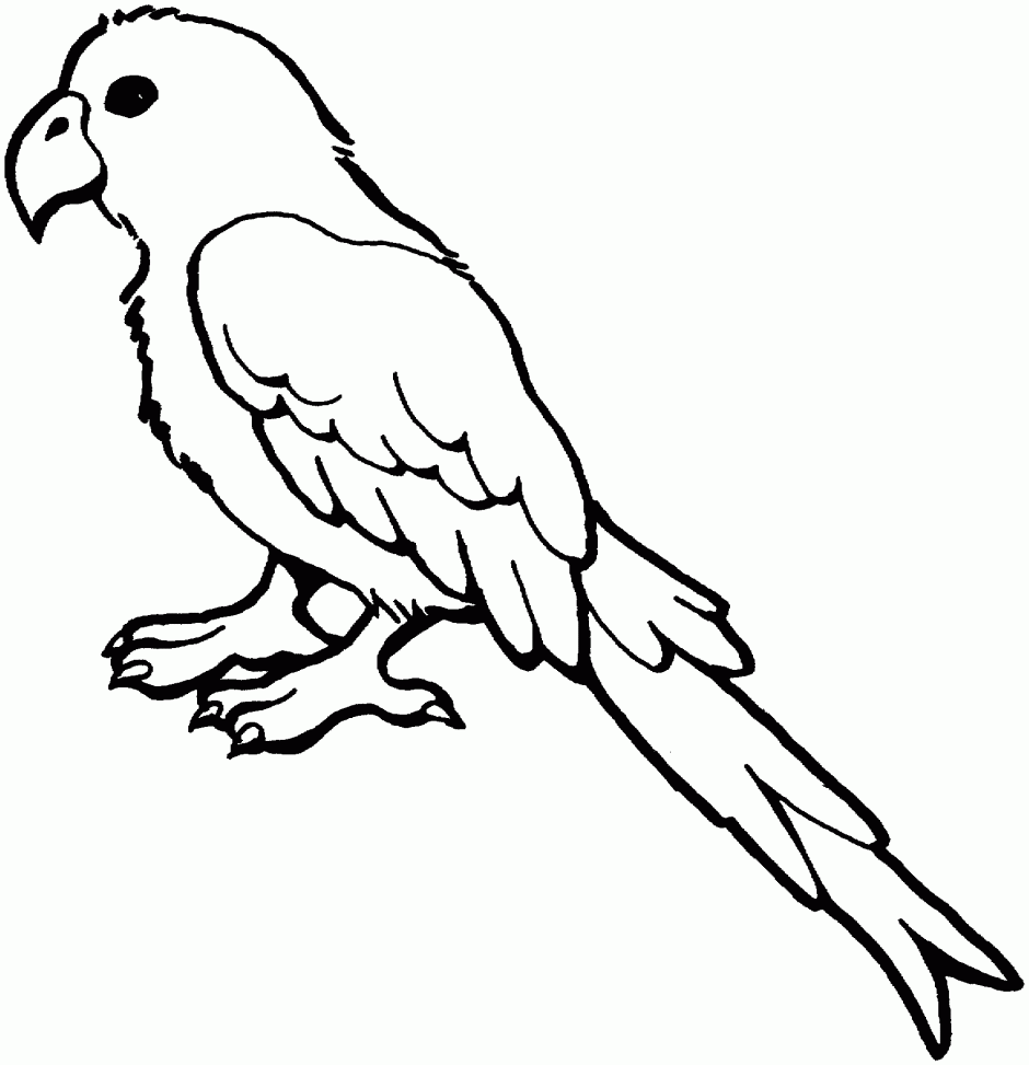 Parakeet clipart black and white