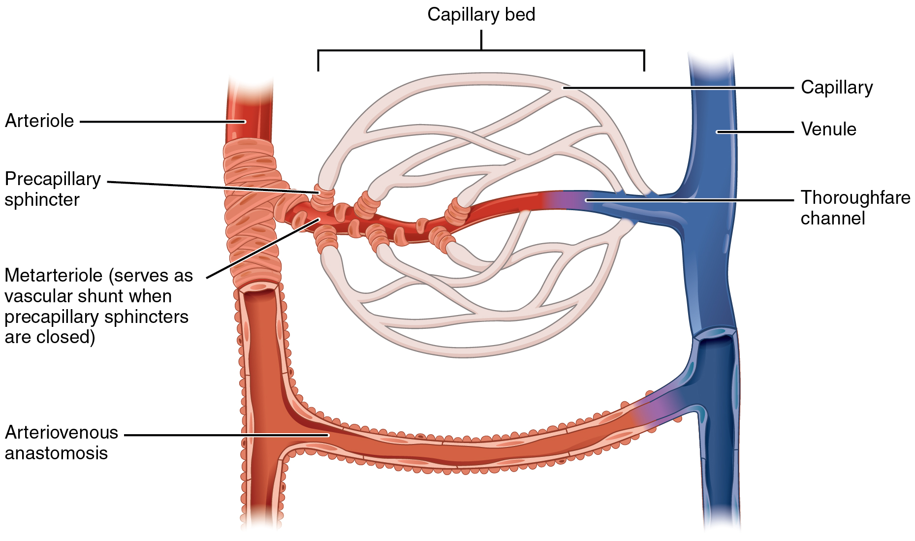 Structure and Function of Blood Vessels
