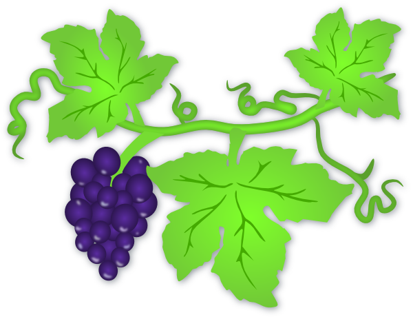 Grape Vine Drawings - ClipArt Best