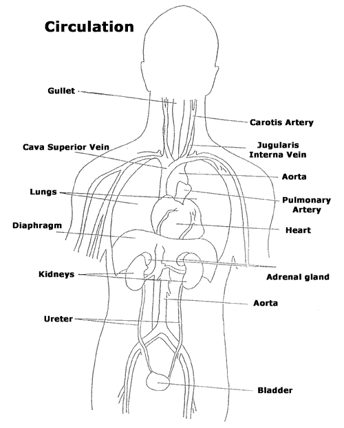 Circulation system and related organs