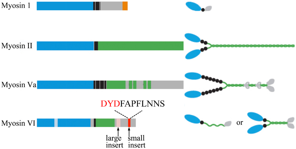 Frontiers | The Cortical Acto-Myosin Network: From Diffusion ...