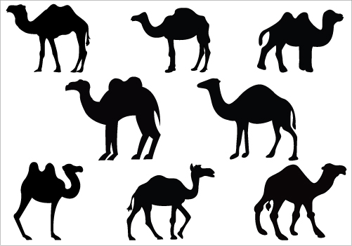 Camel Images