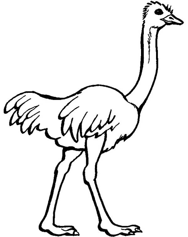 ostrich Colouring Pages