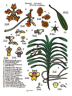 Vanda - Wikipedia, the free encyclopedia