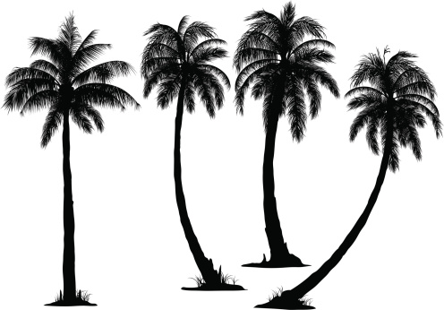 Coconut Palm Tree Clip Art, Vector Images & Illustrations