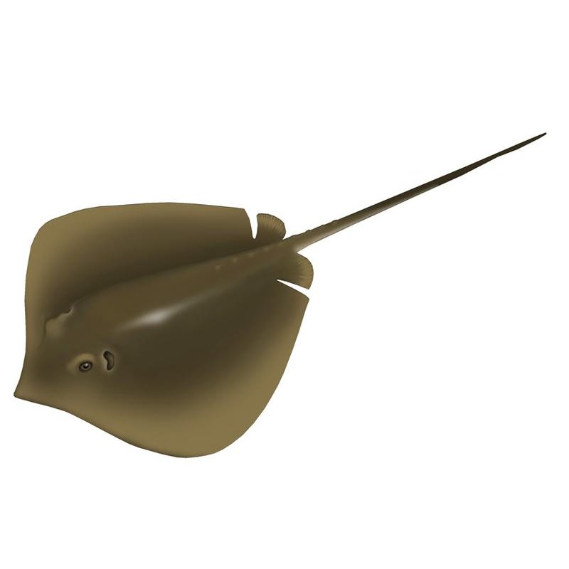 Stingray Illustration - ClipArt Best