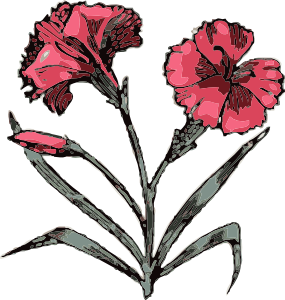 Carnation clip art Free Vector