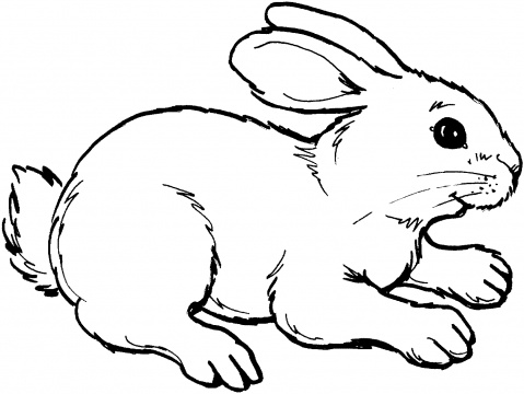 Rabbit Holds A Basket And Fruit coloring page | Super Coloring