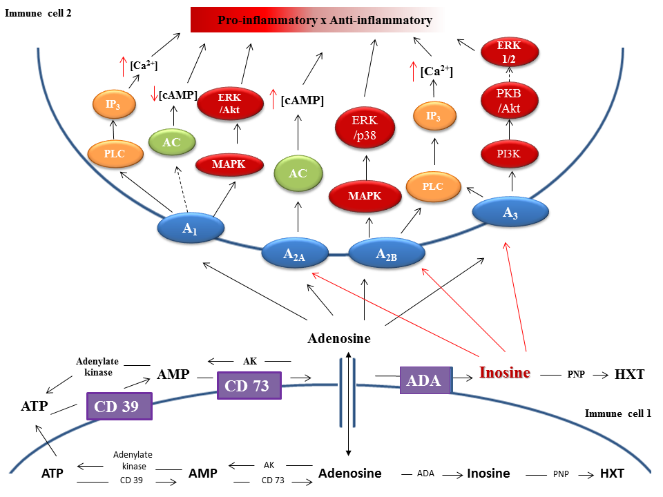 Pharmacology of Adenosine Receptors and Their Signaling Role in ...