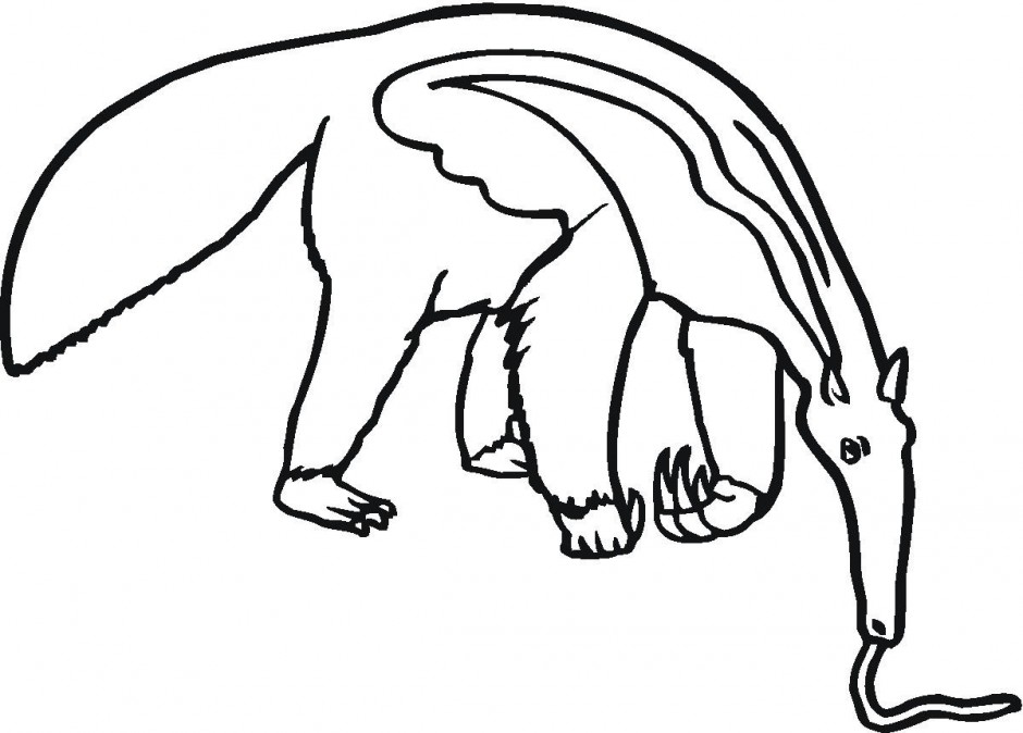 Anteater Clipart