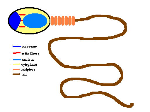 Sperm Diagram - ClipArt Best