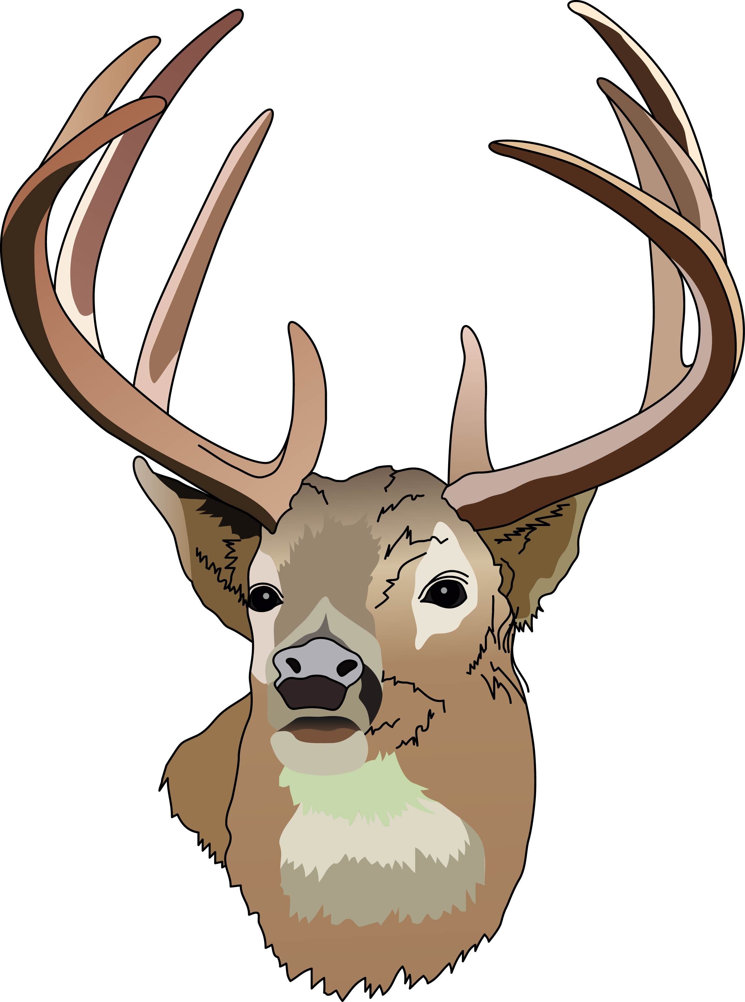 free whitetail deer clipart - photo #4