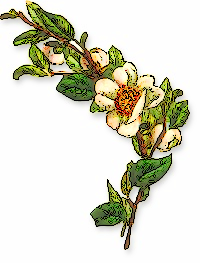 Free Baskets and Bouquets Clipart - Public Domain Plant clip art ...