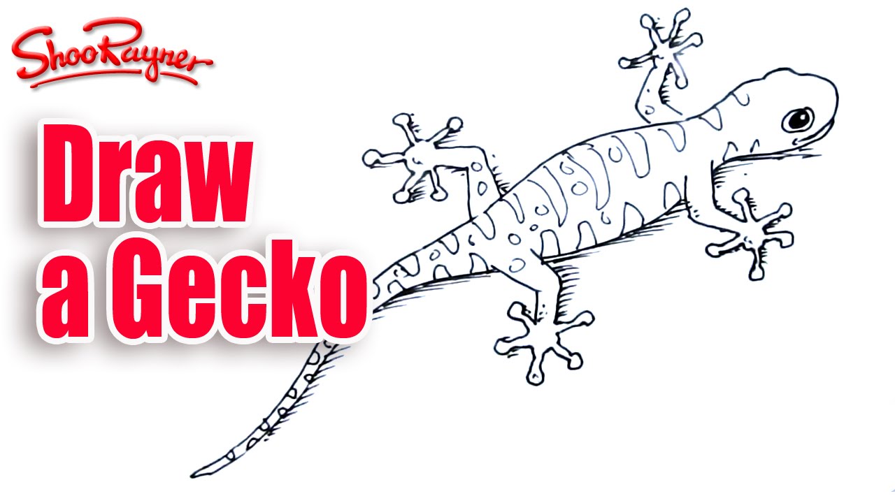 How to draw a gecko - YouTube