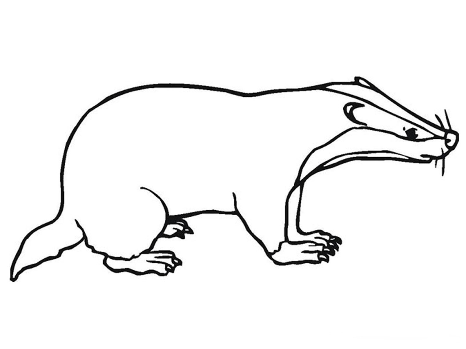 Badger Outline Template Clipart - Free to use Clip Art Resource