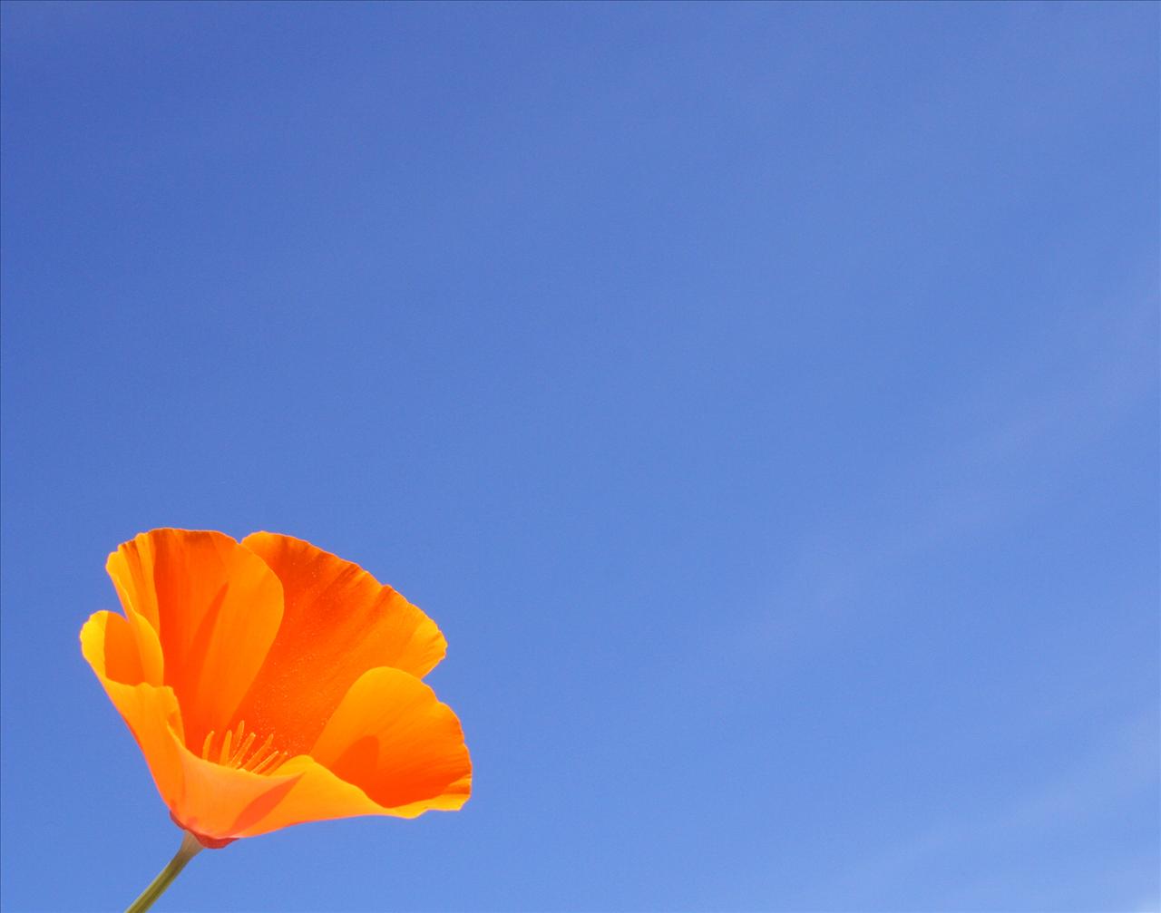 Free Summer Poppy Flower Backgrounds For PowerPoint - Flower PPT ...