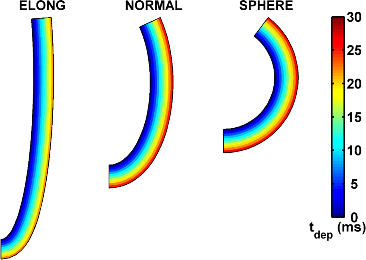 Left-ventricular shape determines intramyocardial mechanical ...